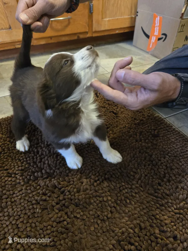 Boesman – Miniature Australian Shepherd puppy for sale in Clayton, NM