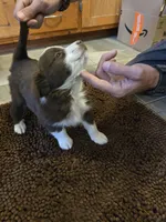 Boesman, a male Miniature Australian Shepherd for sale in Clayton, NM – Photo 1 of 6