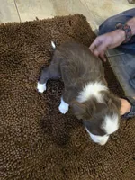 Boesman, a male Miniature Australian Shepherd for sale in Clayton, NM – Photo 4 of 6