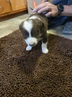 Boesman, a male Miniature Australian Shepherd for sale in Clayton, NM – Photo 2 of 6