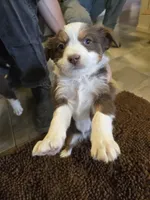 Midget, a female Miniature Australian Shepherd for sale in Clayton, NM – Photo 2 of 7