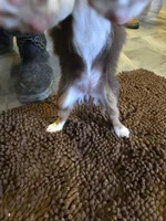 Midget, a female Miniature Australian Shepherd for sale in Clayton, NM – Photo 5 of 7