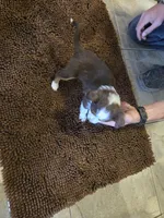 Midget, a female Miniature Australian Shepherd for sale in Clayton, NM – Photo 4 of 7