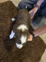Boesman, a male Miniature Australian Shepherd for sale in Clayton, NM – Photo 3 of 6