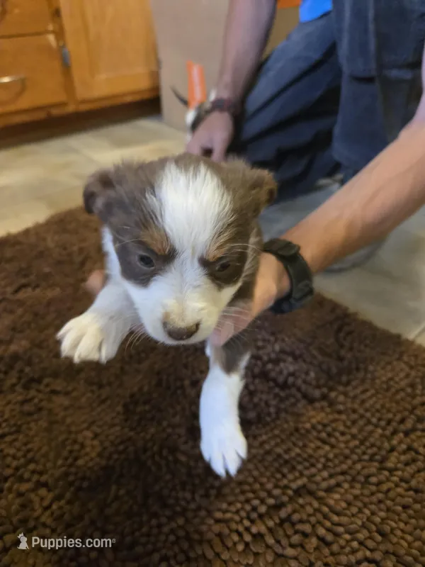Midget – Miniature Australian Shepherd puppy for sale in Clayton, NM