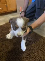 Midget, a female Miniature Australian Shepherd for sale in Clayton, NM – Photo 1 of 7