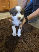 Midget, a female Miniature Australian Shepherd for sale in Clayton, NM – Photo 3 of 7
