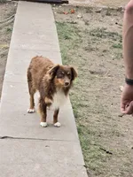 Chocolate, a male Miniature Australian Shepherd for sale in Clayton, NM – Photo 3 of 4