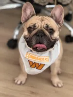 Quaygen, a male French Bulldog for sale in Alexandria, VA – 1 of 1