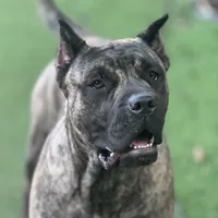 Mystic, a female Perro de Presa Canario for sale in Alexandria, VA – Photo 1 of 3