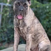 Mystic, a female Perro de Presa Canario for sale in Alexandria, VA – Photo 3 of 3