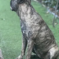 Mystic, a female Perro de Presa Canario for sale in Alexandria, VA – Photo 2 of 3