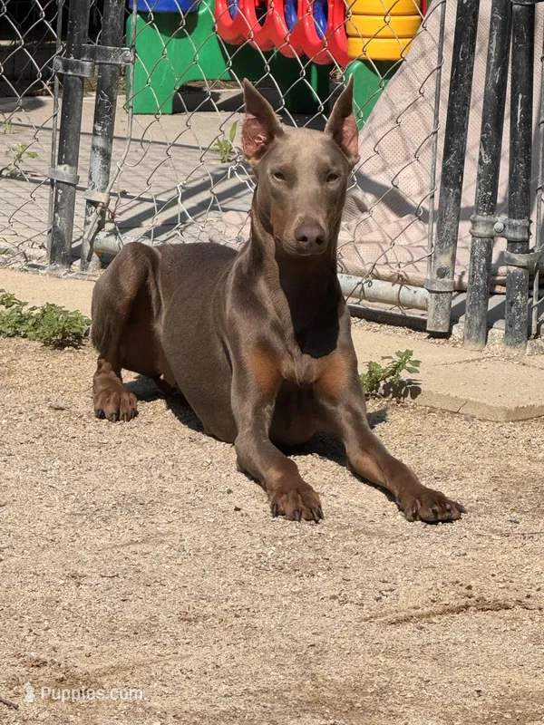 Chanel – Doberman Pinscher puppy for sale in Alexandria, VA