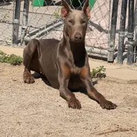 Chanel, a female Doberman Pinscher for sale in Alexandria, VA – Photo 3 of 3