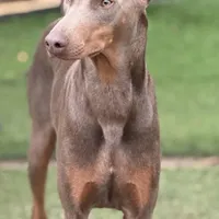 Chanel, a female Doberman Pinscher for sale in Alexandria, VA – Photo 2 of 3