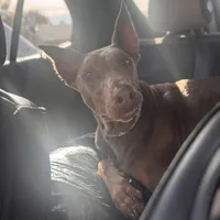 Chanel, a female Doberman Pinscher for sale in Alexandria, VA – Photo 1 of 3