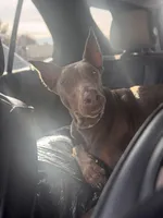 Chanel, a female Doberman Pinscher for sale in Alexandria, VA – Photo 1 of 3