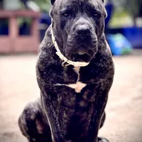 Brando , a male Cane Corso for sale in Alexandria, VA – Photo 3 of 7