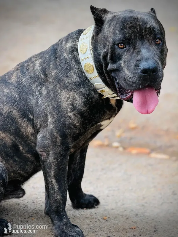 Brando  – Cane Corso puppy for sale in Alexandria, VA