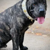 Brando , a male Cane Corso for sale in Alexandria, VA – Photo 5 of 7