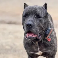 Brando , a male Cane Corso for sale in Alexandria, VA – Photo 1 of 7