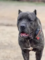 Brando , a male Cane Corso for sale in Alexandria, VA – Photo 1 of 7