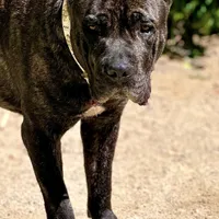 Brando , a male Cane Corso for sale in Alexandria, VA – Photo 7 of 7