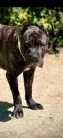 Brando , a male Cane Corso for sale in Alexandria, VA – Photo 7 of 7