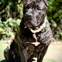 Brando , a male Cane Corso for sale in Alexandria, VA – Photo 4 of 7