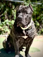 Brando , a male Cane Corso for sale in Alexandria, VA – Photo 4 of 7