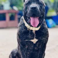 Brando , a male Cane Corso for sale in Alexandria, VA – Photo 2 of 7