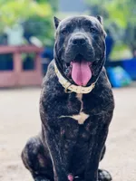 Brando , a male Cane Corso for sale in Alexandria, VA – Photo 2 of 7
