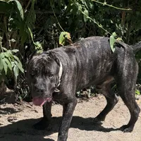Brando , a male Cane Corso for sale in Alexandria, VA – Photo 6 of 7