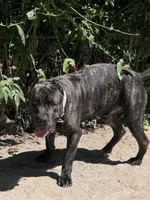 Brando , a male Cane Corso for sale in Alexandria, VA – Photo 6 of 7