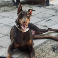 Athena, a female Doberman Pinscher for sale in Alexandria, VA – 1 of 1