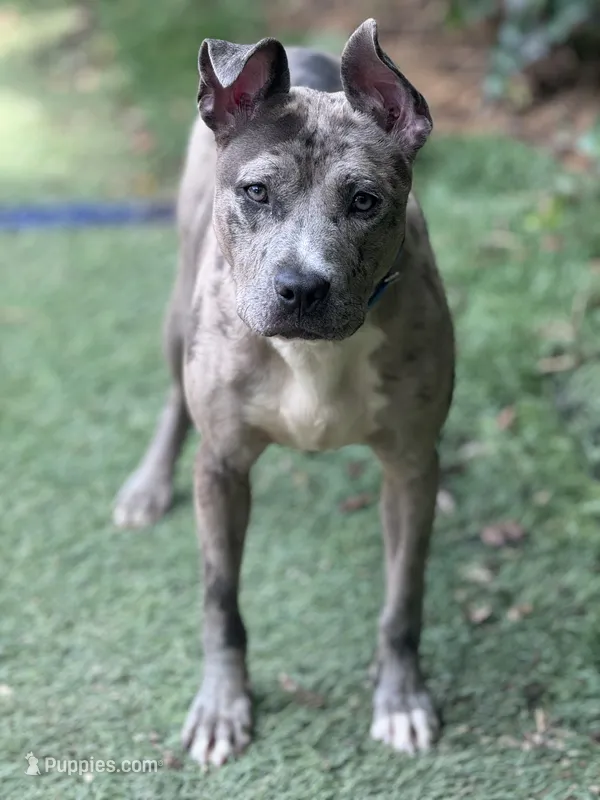 Sky – American Pit Bull Terrier puppy for sale in Alexandria, VA