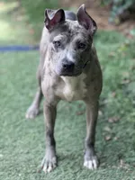 Sky, a female American Pit Bull Terrier for sale in Alexandria, VA – 1 of 2