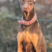 Ivy, a female Doberman Pinscher for sale in Alexandria, VA – Photo 2 of 3