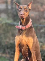 Ivy, a female Doberman Pinscher for sale in Alexandria, VA – Photo 2 of 3