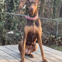 Ivy, a female Doberman Pinscher for sale in Alexandria, VA – Photo 3 of 3