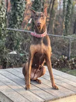 Ivy, a female Doberman Pinscher for sale in Alexandria, VA – Photo 3 of 3