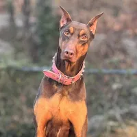 Ivy, a female Doberman Pinscher for sale in Alexandria, VA – Photo 1 of 3