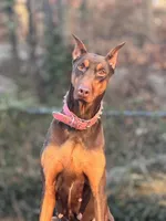 Ivy, a female Doberman Pinscher for sale in Alexandria, VA – Photo 1 of 3