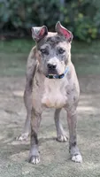 Sky, a female American Pit Bull Terrier for sale in Alexandria, VA – 2 of 2