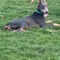 Bluey, a female Doberman Pinscher for sale in Alexandria, VA – Photo 2 of 2