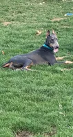 Bluey, a female Doberman Pinscher for sale in Alexandria, VA – Photo 2 of 2