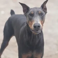 Bluey, a female Doberman Pinscher for sale in Alexandria, VA – Photo 1 of 2