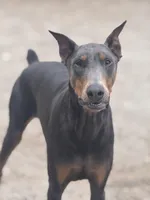 Bluey, a female Doberman Pinscher for sale in Alexandria, VA – Photo 1 of 2