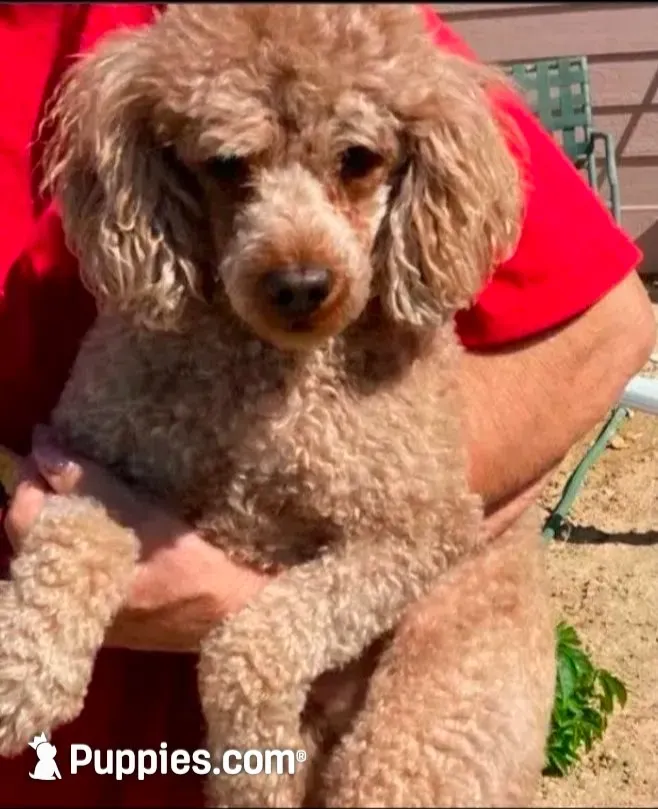 Bailey , a male Poodle - Miniature  for sale in Bennett, CO – 2 of 4