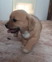 Honey, a female Chihuahua for sale in Bennett, CO – Photo 4 of 4